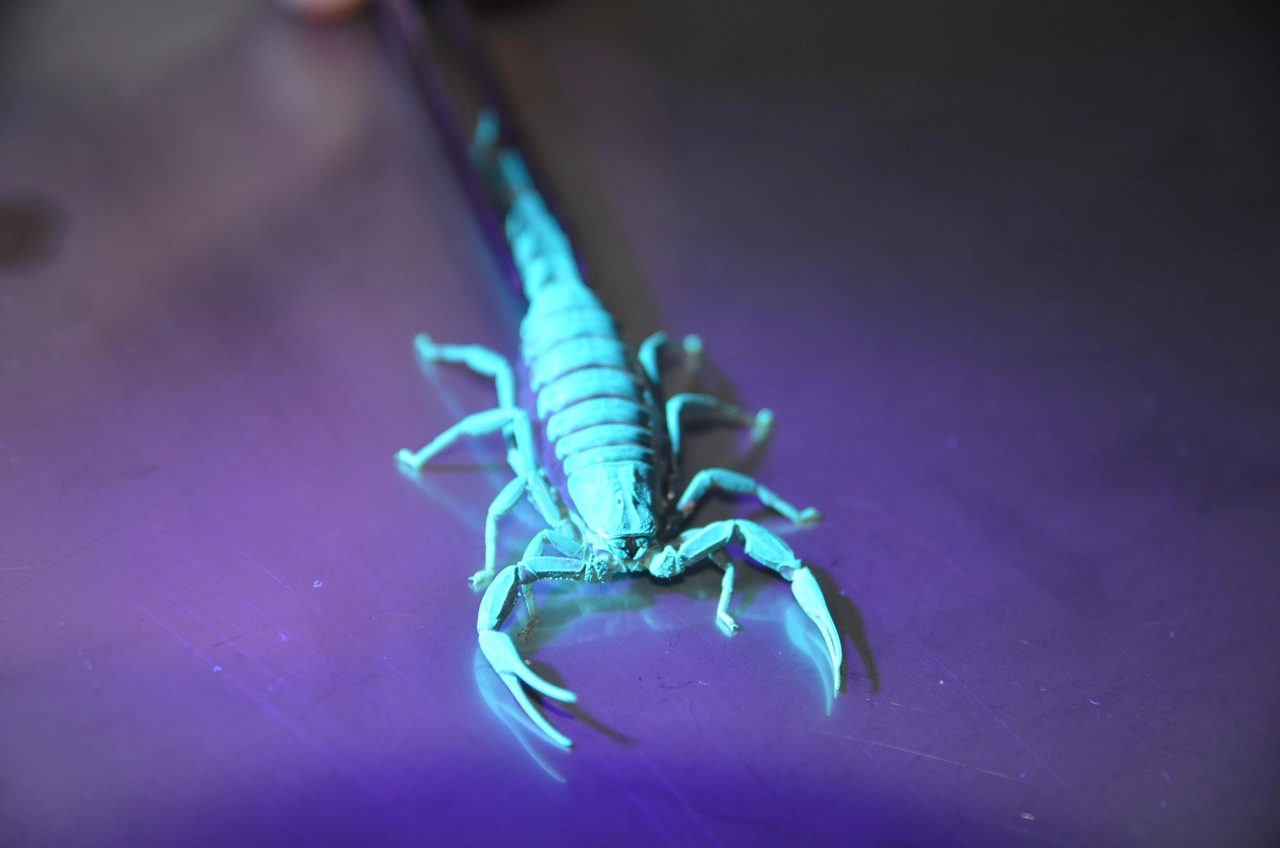 Claude did not invent scorpion antivenom